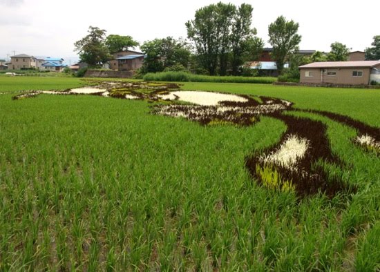 Land-Art dans des rizières au Japon