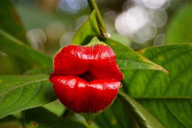 Psychotria plante levre bouche pulpeuse forme 8 Psychotria Elata une fleur aux lèvres pulpeuses