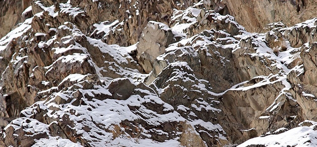 camouflage-mimetisme-léopard-des-neiges-