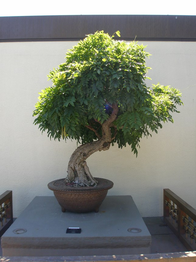 bonsai glycine