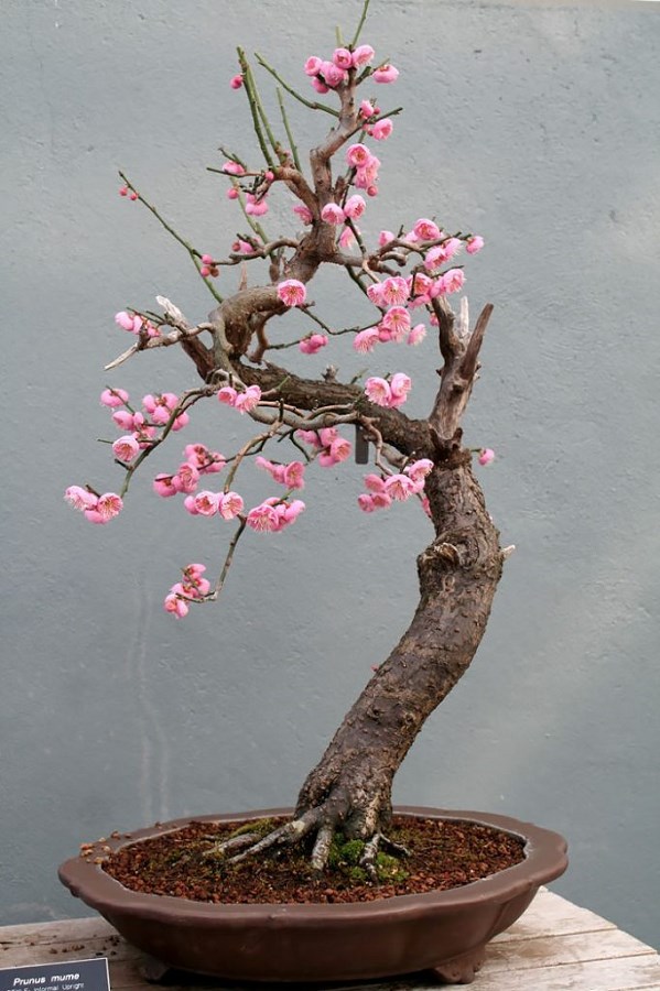 Bonsai cerisier