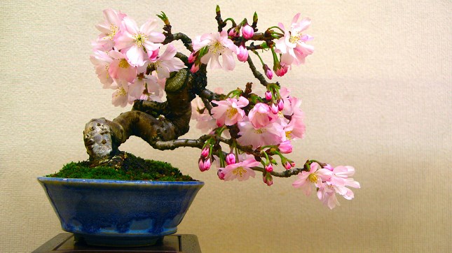 Bonsai cerisier