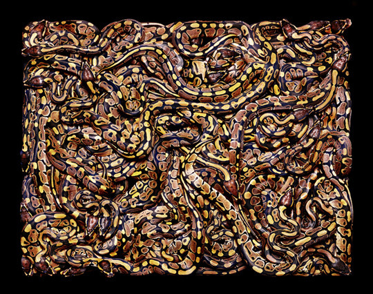 Guido Mocafico  wikilinks serpents 