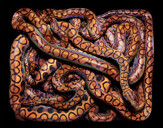 Guido Mocafico  wikilinks serpents 