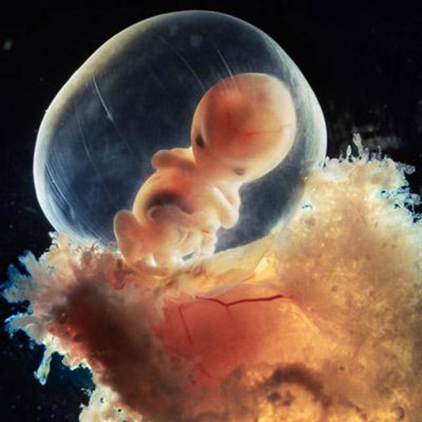  L'embryon en croissance rapide est bien protégé dans le sac du fœtus.