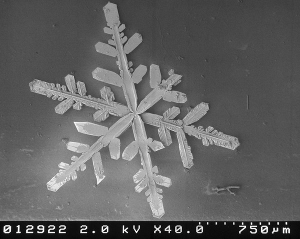 flocons de neige au microscope