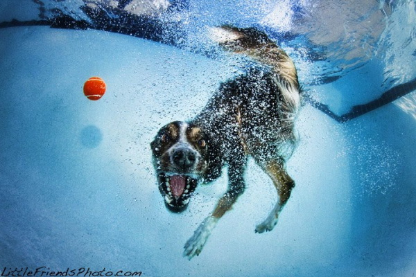 chien-piscine-7