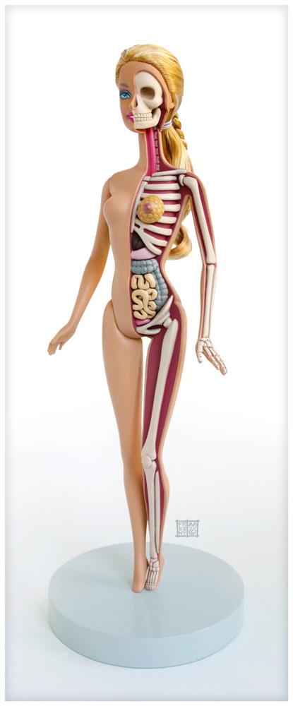 anatomie des Barbie