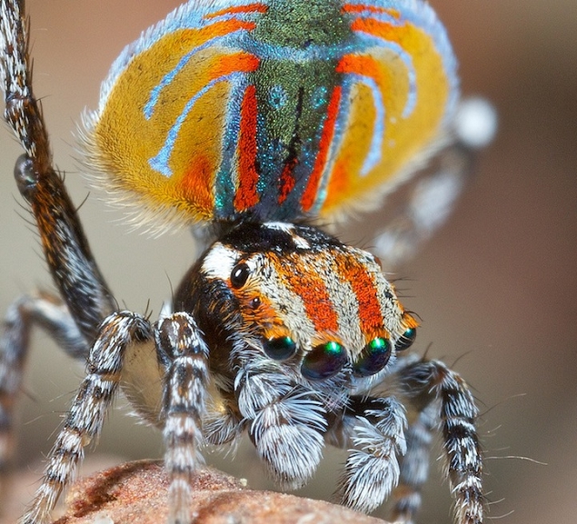 araignée paon