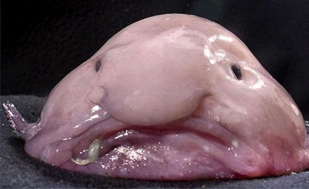 Le Blobfish - Un charmant poisson gélatineux