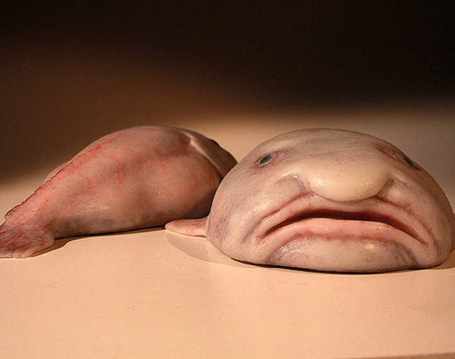 blob-fish-2