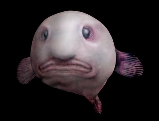 blob-fish-3
