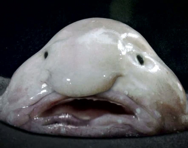 blob-fish
