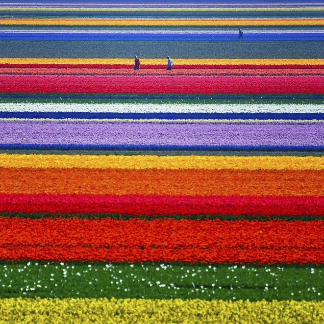 champs de tulipes pays bas