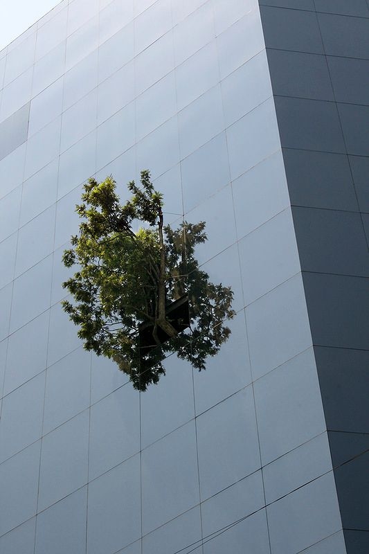 immeuble Telcel à Mexico City arbre2