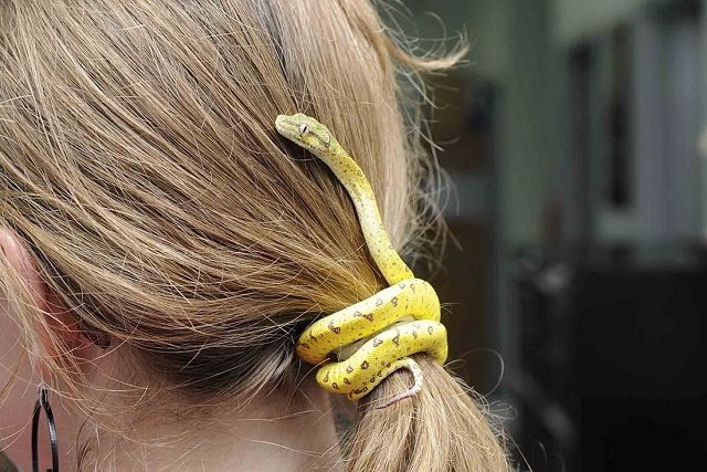 attacher ses cheveux serpent animal chouchou broche original