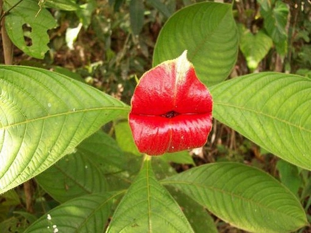 Psychotria Elata une fleur aux lèvres pulpeuses
