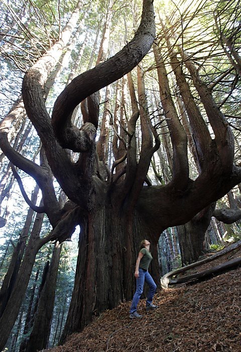 Séquoia candélabres de 500 ans