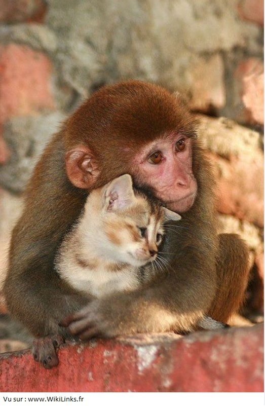 monkey-vs-cat