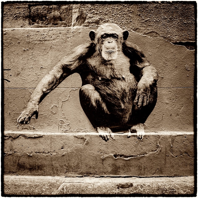 Chimpanze rue Pierre au Lard sophie photographe