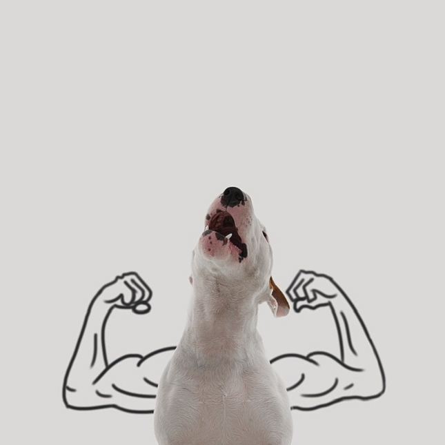 Bull-Terrier-Photo-chien-5