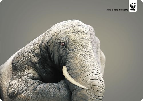 Affiche-WWF-cop217