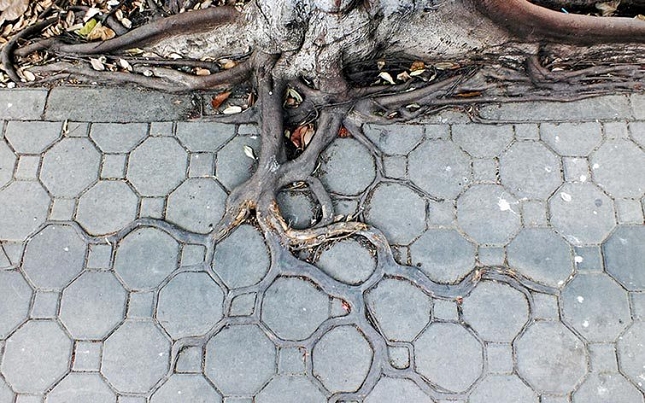 Les racines des arbres suivent le motif des pavés 4