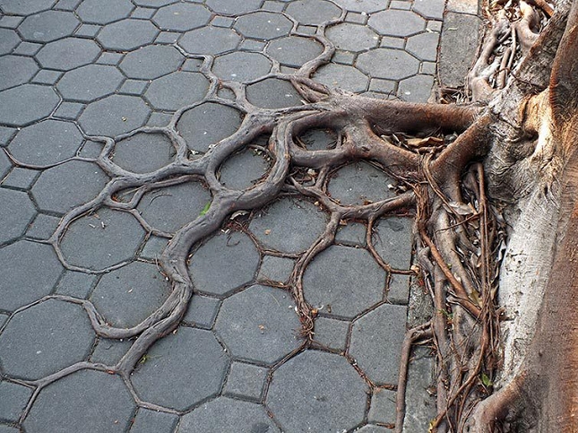 Les racines des arbres suivent le motif des pavés 5