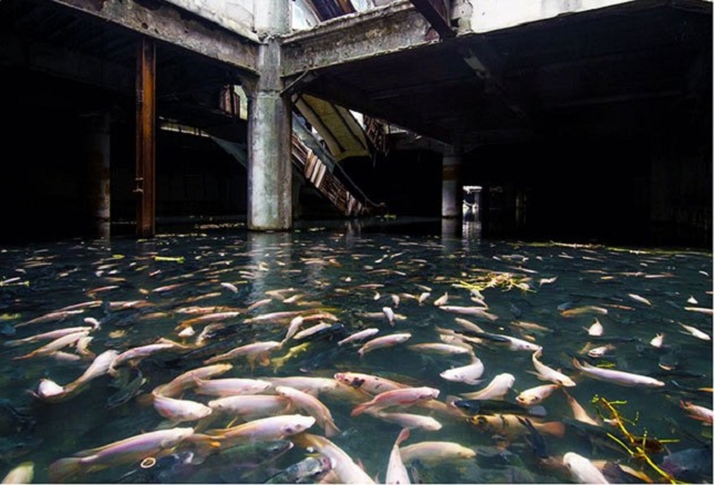 Un aquarium naturel dans un centre commercial abandonné à Bangkok -Thaïlande