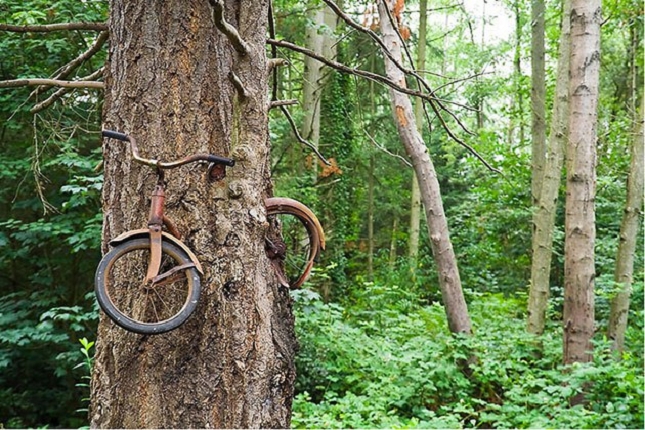 Un vélo qui a été mangé par un arbre