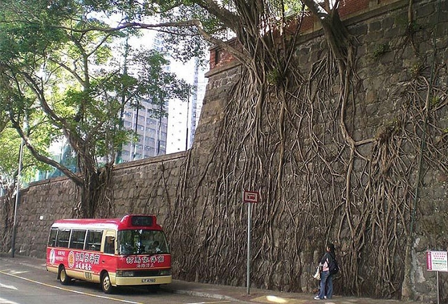 tree-roots-concrete-pavement-6