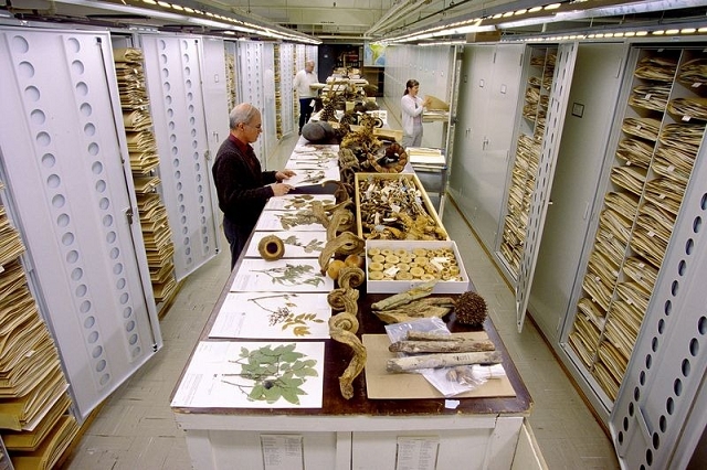 Botanique- Anthropologie secrets Musee coulisse