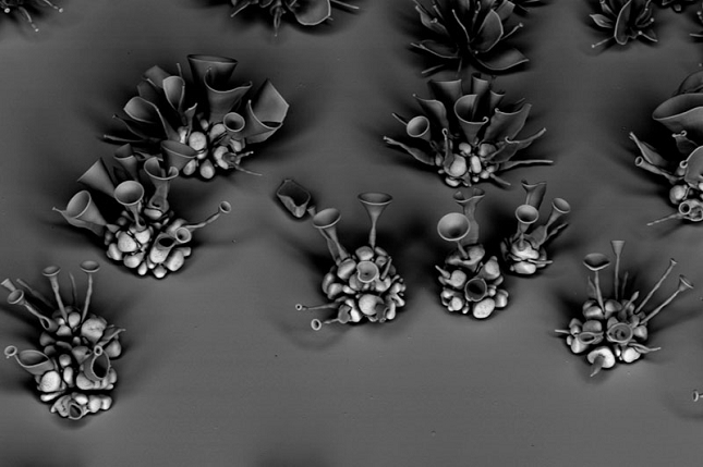Nanotechnologie-chimiques-Fleur-14