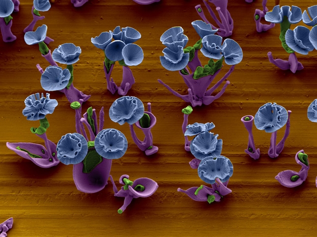 Nanotechnologie-chimiques-Fleur-2
