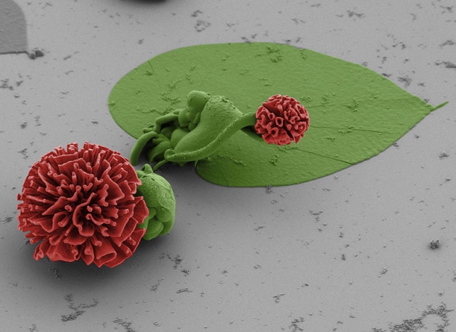 Nanotechnologie-chimiques-Fleur-4