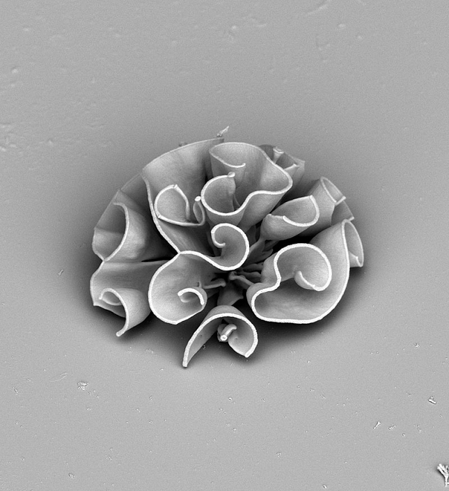 Nanotechnologie-chimiques-Fleur-9