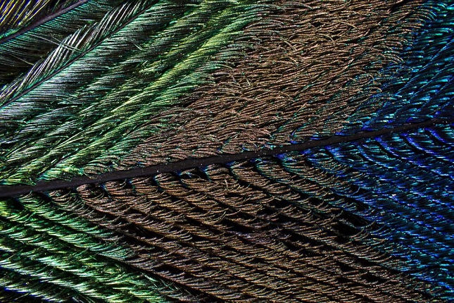 plumes-oiseau-Zoom-Microscope-4