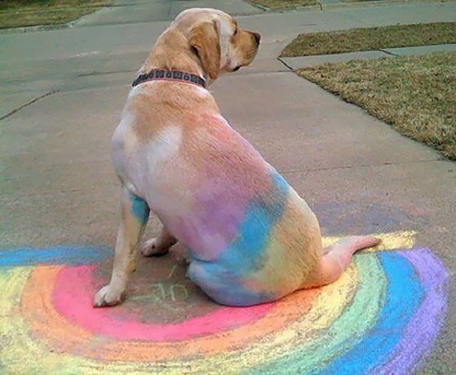 Un arc-en-ciel créé par un chien qui s’affale sur le sol après s’être roulé dans de la couleur