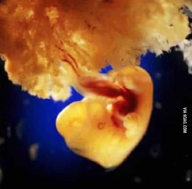cellules-embryonnaires-40-jours