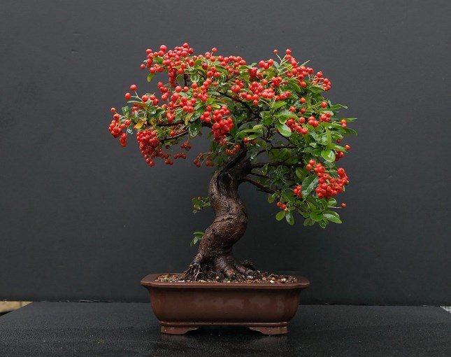 Pyracantha bonsai